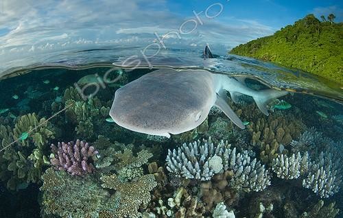Biosphoto | 2008426 | White-tip reef shark over shallow coral reef - Fiji Islands | &copy; Tobias Bernhard Raff / Biosphoto