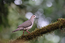 Biosphoto | 2621627 | White-tipped dove (Leptotila verreauxi) on a branch. Choco Andino. Ecuador. South of America | &copy; Brigitte Marcon / Biosphoto