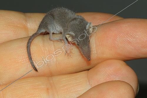 Biosphoto | 2543537 | White-toothed pygmy shrew (Suncus etruscus) held in hand, Roynac, Drôme, France | &copy; Jean-François Noblet / Biosphoto
