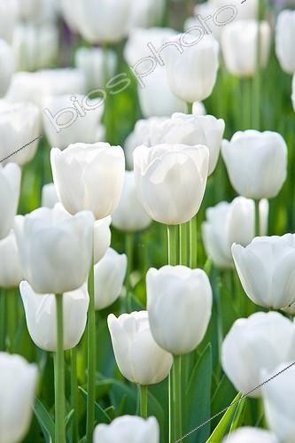 Biosphoto | 990012 | White Tulips 'berliner Weisse' Park Botanical France | &copy; Bruno Mathieu / Biosphoto