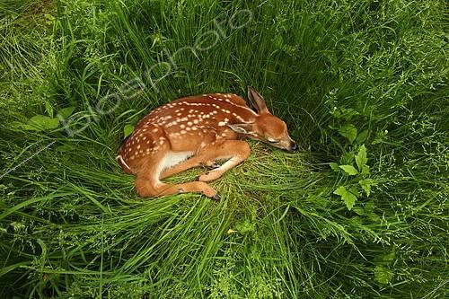 Biosphoto | 2399801 | White white-tailed deer (Odocoileus virginianus), fawn, New York, USA | &copy; John Cancalosi / Biosphoto