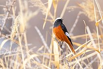Biosphoto | 2551388 | White-winged Redstart (Phoenicurus erythrogastrus) Adult male on reeds in winter in Ladakh | &copy; Bastien Chaix / Biosphoto