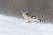 Biosphoto | 2547231 | White-winged snowfinch (Montifringilla nivalis), during snowstorm, Valais, Switzerland, Europe | &copy; imageBROKER / Biosphoto