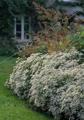 Biosphoto | 642838 | White wood and Plume Poppy | &copy; Gilles Le Scanff & Joëlle-Caroline Mayer / Biosphoto