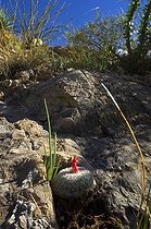 Biosphoto | 1250068 | Whitecolumn foxtail cactus Oliver Lee Memorial SP New Mexico | &copy; Daniel Heuclin / Biosphoto