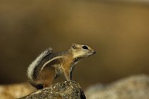 Biosphoto | 1250413 | Whitetail antelope squirrel Joshua's Tree NP California USA | &copy; Daniel Heuclin / Biosphoto