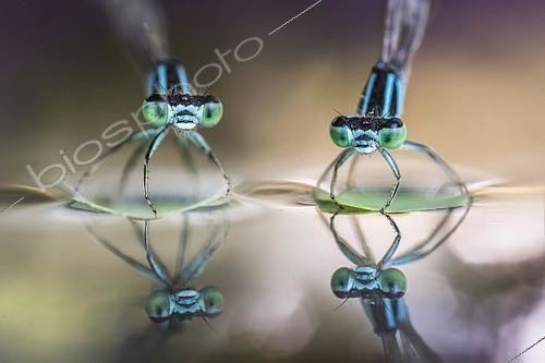 Biosphoto | 2057231 | Who do you think they are? - two damselflies on a leaf over the water of a pond | &copy; Alberto Ghizzi Panizza / Biosphoto