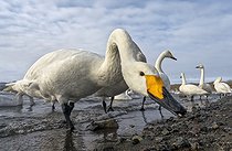 Biosphoto | 2601862 | Whooper swan (Cygnus cygnus) feeding by the swater, Hokkaido, Japan | &copy; Frédéric Desmette / Biosphoto
