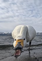 Biosphoto | 2601868 | Whooper swan (Cygnus cygnus) feeding by the water, Hokkaido, Japan | &copy; Frédéric Desmette / Biosphoto
