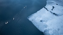 Biosphoto | 2576968 | Whooper swan (Cygnus cygnus) in a partially frozen lake, Bergen region, Norway | &copy; Michael Adam / Biosphoto