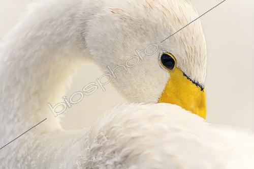 Biosphoto | 2146582 | Whooper Swan (Cygnus cygnus) in migration on the Opal Coast in Picardy, France | &copy; Monique Morin / Biosphoto
