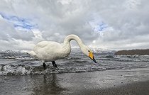 Biosphoto | 2601866 | Whooper swan (Cygnus cygnus) standing in water, Hokkaido, Japan | &copy; Frédéric Desmette / Biosphoto