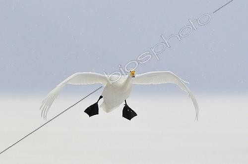 Biosphoto | 1363093 | Whooper swan in flight in Japan | &copy; Claude Balcaen / Biosphoto