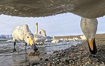 Biosphoto | 2601860 | Whooper swans (Cygnus cygnus) feeding by the swater, Hokkaido, Japan | &copy; Frédéric Desmette / Biosphoto