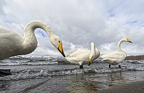 Biosphoto | 2601863 | Whooper swans (Cygnus cygnus) feeding by the swater, Hokkaido, Japan | &copy; Frédéric Desmette / Biosphoto
