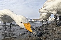 Biosphoto | 2601867 | Whooper swans (Cygnus cygnus) feeding by the water, Hokkaido, Japan | &copy; Frédéric Desmette / Biosphoto