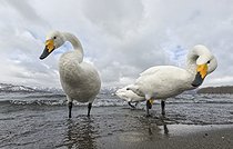 Biosphoto | 2601865 | Whooper swans (Cygnus cygnus) standing in water, Hokkaido, Japan | &copy; Frédéric Desmette / Biosphoto