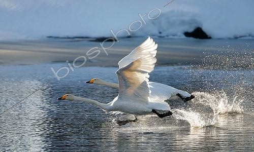 Biosphoto | 1419438 | Whooper Swans flying away on water Sweden | &copy; Dominique Gest / Biosphoto