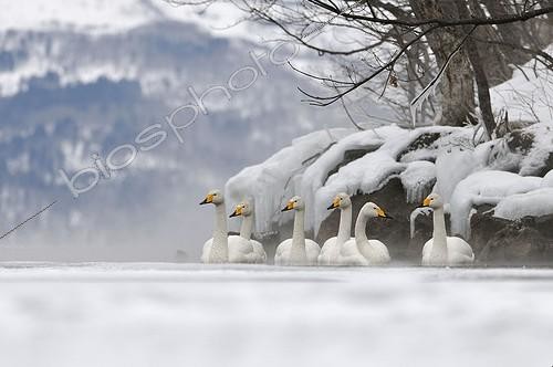 Biosphoto | 1413559 | Whooper Swans on frozen Lake Kussharo Hokkaido Japan  | &copy; Benoist Clouet  / Biosphoto