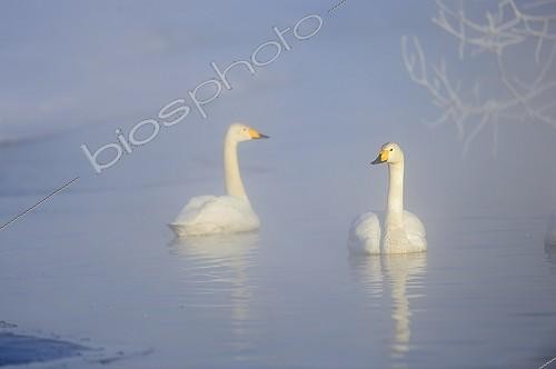 Biosphoto | 2035114 | Whooper Swans on water in winter - Hokkaido Japan | &copy; Claude Balcaen / Biosphoto