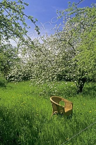 Biosphoto | 853077 | Wicker chair in an orchard in bloom France | &copy; H. Curtis / Biosphoto