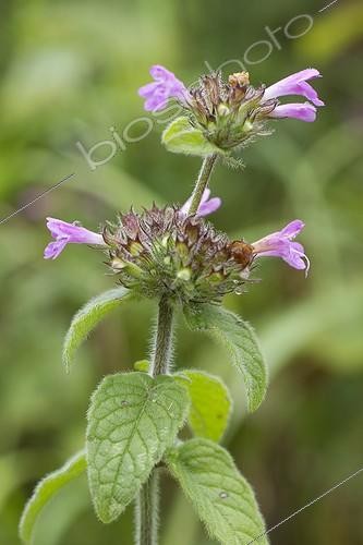 Biosphoto | 2076308 | Wild basil (Clinopodium vulgare) flowers | &copy; Frédéric Tournay / Biosphoto