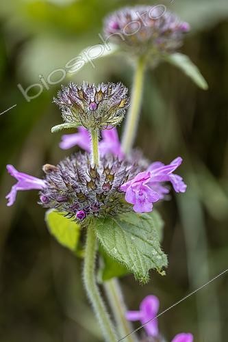 Biosphoto | 2564700 | Wild Basil (Clinopodium Vulgare), Savoie, France | &copy; Marie Aymerez / Biosphoto