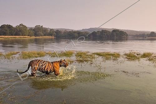 Biosphoto | 2254289 | Wild Bengal Tiger or Indian Tiger (Panthera tigris tigris) wading in the water of the Raj Bagh Lake, Ranthambhore National Park, Rajasthan, India, Asia | &copy; Aditya Singh / imageBROKER / Biosphoto