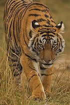 Biosphoto | 2398963 | Wild Bengal Tiger or Indian Tiger (Panthera tigris tigris) stalking through dry grass, Ranthambhore National Park, Rajasthan, India, Asia | &copy; Aditya Singh / imageBROKER / Biosphoto