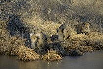 Biosphoto | 2601670 | Wild boar (Sus scrofa), crossbreed, domestic pig (Sus scrofa domesticus), riparian forest, ice, Lower Austria | &copy; Kurt Kracher / imageBROKER / Biosphoto