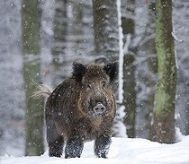 Biosphoto | 1447035 | Wild boar (Sus scrofa) in the snow | &copy; Horst Jegen / imageBROKER / Biosphoto