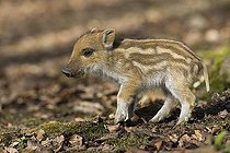 Biosphoto | 1446095 | Wild boar (Sus scrofa), piglet | &copy; Winfried Schaefer / imageBROKER / Biosphoto