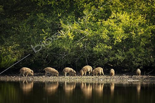Biosphoto | 2554501 | Wild Boar (Sus scrofa) piglets at the edge of water of a pond, Sologne, Loir-et-Cher, Centre-Val de Loire, France | &copy; Guy Van Langenhove / Biosphoto