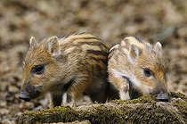 Biosphoto | 1446060 | Wild boar (Sus scrofa) piglets, Swabian Alb, Baden-Wuerttemberg, Germany, Europe | &copy; Herbert Kehrer / imageBROKER / Biosphoto