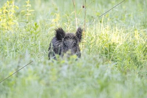 Biosphoto | 2613329 | Wild boar (Sus scrofa) standing in a meadow, Alsace, France | &copy; Benoît Personnaz / Biosphoto
