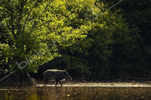 Biosphoto | 2554489 | Wild Boar (Sus scrofa) walking in the water of a pond, Sologne, Loir-et-Cher, Centre-Val de Loire, France | &copy; Guy Van Langenhove / Biosphoto