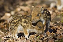 Biosphoto | 1446001 | Wild boars (Sus scrofa), piglets | &copy; Winfried Schaefer / imageBROKER / Biosphoto