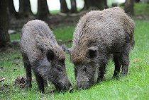 Biosphoto | 1446253 | Wild Boars (Sus scrofa), Schwaebische Alb, Baden-Wuerttemberg, Germany, Europe | &copy; Herbert Kehrer / imageBROKER / Biosphoto