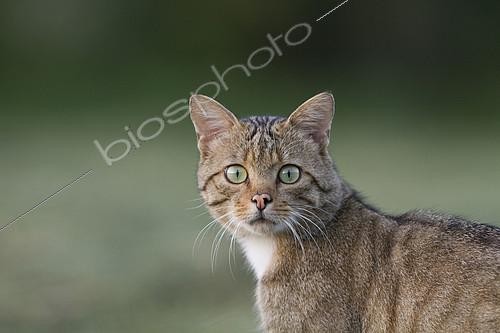 Biosphoto | 2100746 | Wild cat (Felis silvestris) hunting, Alsace, France | &copy; Olivier Gutfreund / Biosphoto