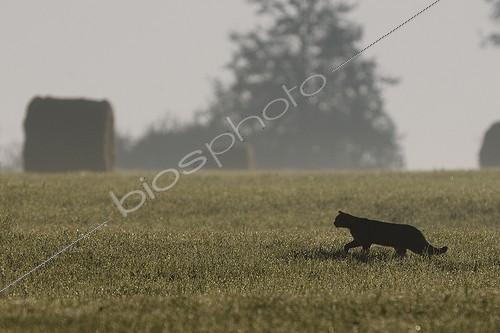 Biosphoto | 893871 | Wild cat hunting in a meadow covered with dew France | &copy; Fabrice Cahez / Biosphoto