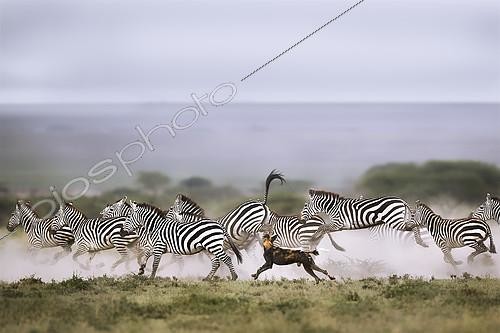 Biosphoto | 2417891 | Wild dog (lycaon pictus) hunting Grant's Zebras (Equus quagga boehmi), Serengeti, Tanzania | &copy; Pierluigi Rizzato / Biosphoto