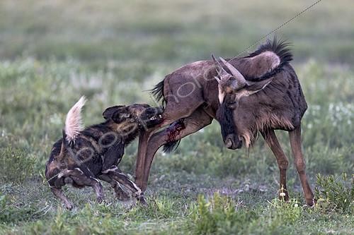 Biosphoto | 2417963 | Wild dog (lycaon pictus) huntiong a wildebeest (Connochaetes taurinus), Serengeti, Tanzania | &copy; Pierluigi Rizzato / Biosphoto