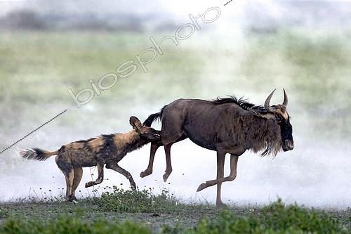 Biosphoto | 2417966 | Wild dog (lycaon pictus) huntiong a wildebeest (Connochaetes taurinus), Serengeti, Tanzania | &copy; Pierluigi Rizzato / Biosphoto