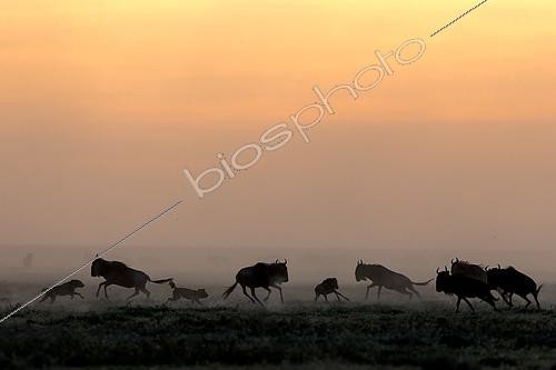 Biosphoto | 2417968 | Wild dogs (lycaon pictus) huntiong wildebeest (Connochaetes taurinus), Serengeti, Tanzania | &copy; Pierluigi Rizzato / Biosphoto