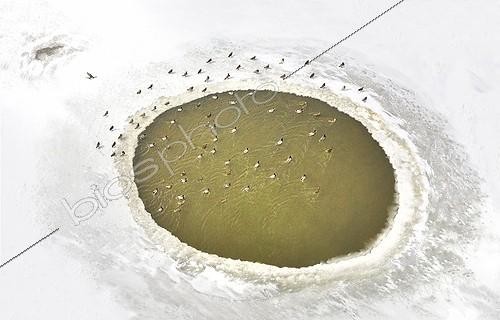 Biosphoto | 2035202 | Wild ducks in a water hole on a frozen pond - France | &copy; Claudius Thiriet / Biosphoto
