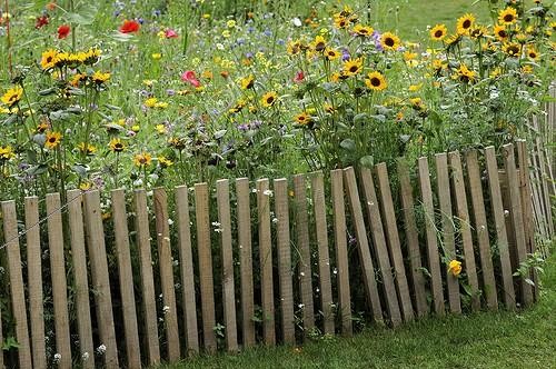 Biosphoto | 957170 | wild massif and wooden fence Wesserling Park Alsace France | &copy; Denis Bringard / Biosphoto