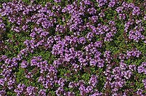 Biosphoto | 91402 | Wild thyme  | &copy; Frédéric Didillon / Biosphoto