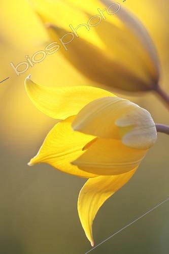 Biosphoto | 1621934 | Wild Tulip blossoms in spring in Alsace France  | &copy; Thierry Reminiac / Biosphoto