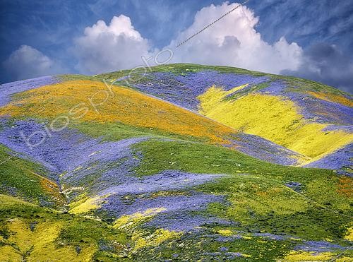 Biosphoto | 2512565 | Wildflowers covering hills, Carrizo Plain National Monument, California, USA. | &copy; Flowerphotos / Biosphoto