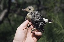 Biosphoto | 1197920 | Wildlife biologist conducting research on Golden-fronted Woodpecker (Melanerpes aurifrons), Willacy County, Rio Grande Valley, South Texas, USA | &copy; Rolf Nussbaumer / imageBROKER / Biosphoto